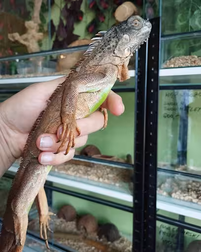 Jak oswajać gada? Budowanie zaufania krok po kroku