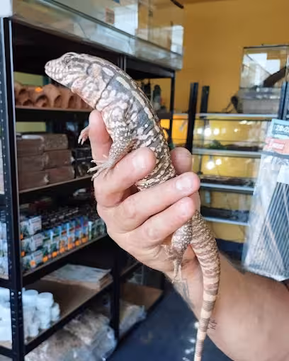 Jak przygotować terrarium dla gekona orzęsionego?